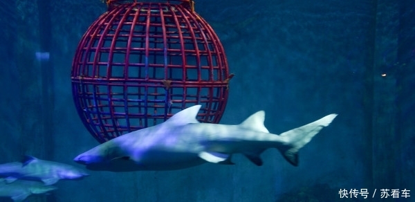 中国第一条海底观光隧道,虽然仅有118米,门票却达到110元