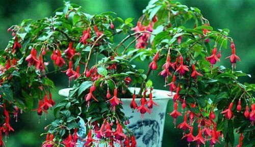 #夏季#漂亮的“灯笼花”,好看又好养,让你家阳台挂满“小灯笼”