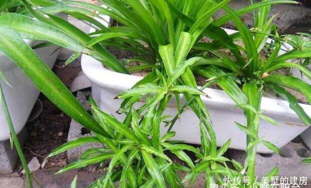 生根水@8月养吊兰,浇水加点“它”,根系发达长势旺,一个月蹭蹭长爆盆