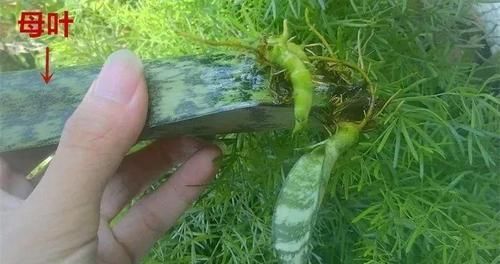  【图片作者】朋友借了几片花叶子，结果扦插繁殖一阳台，最后还了20盆！