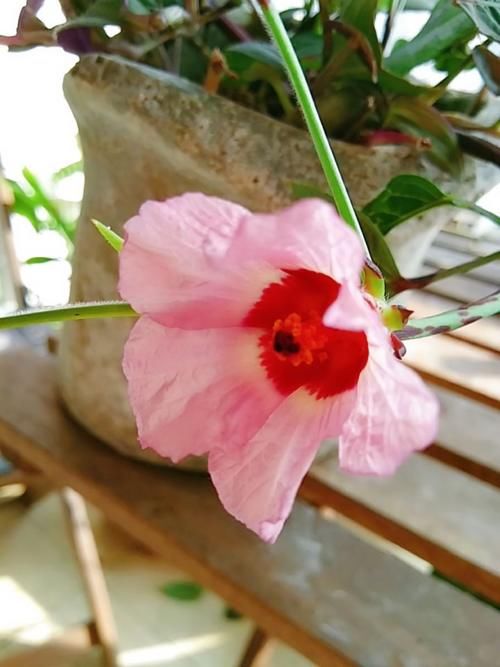  『泡茶』洛神花被称作“植物红宝石”，拿来泡茶酸甜爽口，老人孩子都喜欢