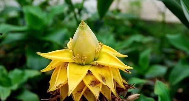 机器:3种花是“开花机器”,开花就爆盆,好养易活很漂亮,很适合新手