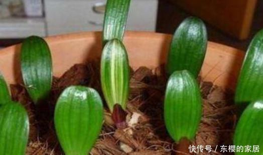 『幼苗』好盆栽价格贵该怎么办?亲自动手扦插培育,幼苗多得送邻居