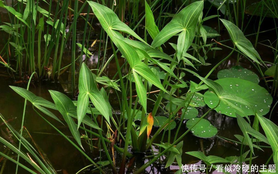 十首大暑诗词:何以销烦暑,诗中寻清风