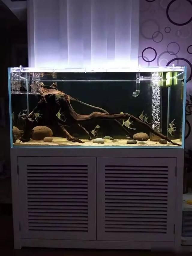  「养草」从养鱼到养草，从雨林缸到水陆缸 | 10年水族之路