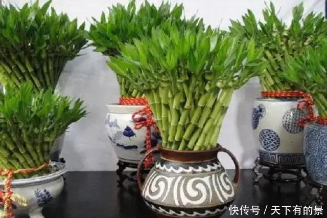 此种植株|阳光能养花,亦会“杀”花,夏天已来临,这几种植株切记不可多晒
