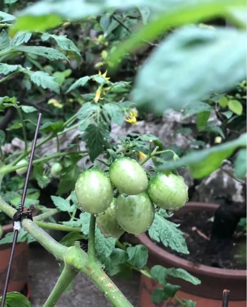  「养花」有一方小院，和你一起养花种草，这样就挺好！