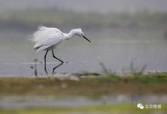  天堂|上万只候鸟赶来，北京密云水库成“鸟的天堂”，你能认出几种？