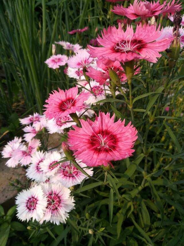 「石竹花」有院子一定要养石竹,皮实好养,来回踩都不死,夏天开出花海
