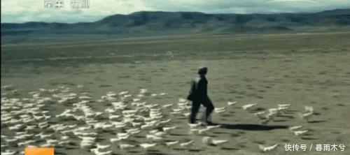  蝗虫|警惕！4000亿蝗虫来袭，这一次油炸真不管用！