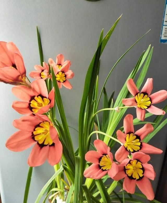  『排水良好』推荐一花多色的5种植物，缤纷多姿