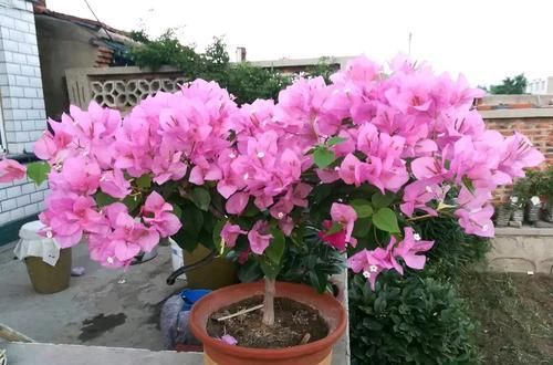  [不见]4个神技能，三角梅满树全是花不见叶，花开成了花海，好看极了