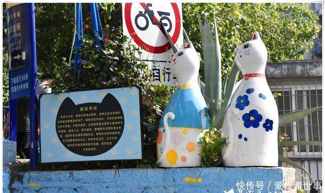 「鸽子」顶澳仔猫街撸猫、白鹭洲喂鸽子,厦门文艺之旅,去过才算没白来!