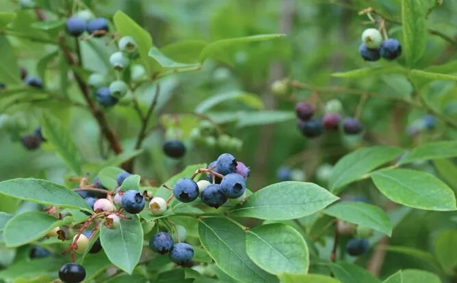  红香果：2020年农村哪些果树能赚钱？ 四种有前途的果树，农民朋