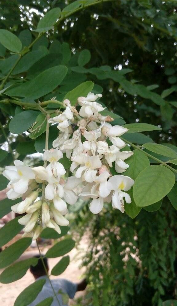  初春：春天的味道是哪些的？吃过5养花，初春才算确实来啦