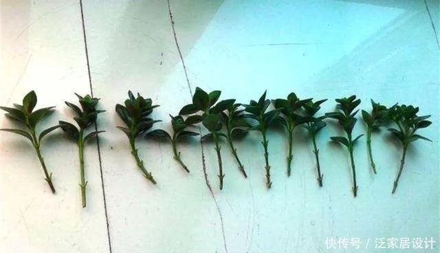  [图片作者]扦插技巧：这6种花现在扦插，丢土里就生根，插多少活多少！