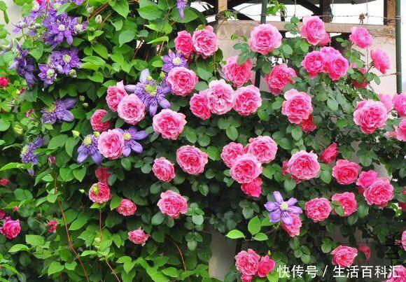  「光照」阳台光照好？养“3种花”，长成窗帘爬上墙，开花一片片，太美了