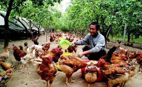 2019年在农村，“养殖土鸡”还能赚钱吗？养鸡老板为你解析！