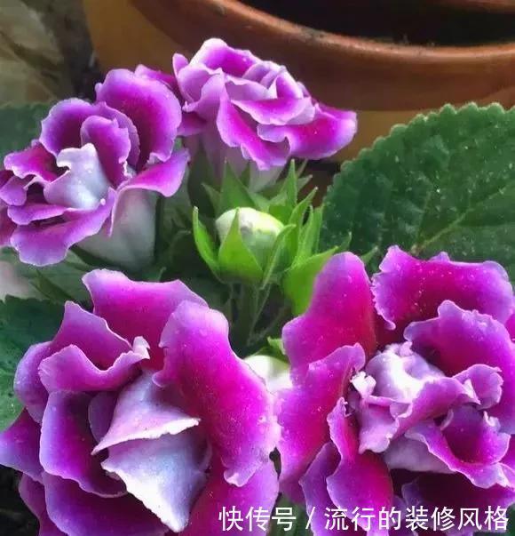  落雪泥|最漂亮的盆栽花，一年到头开花不断，好看又好养 ？