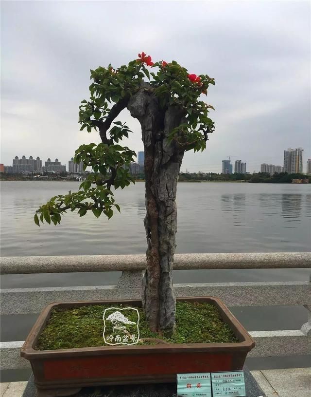 广州园艺博览会岭南盆景作品回顾