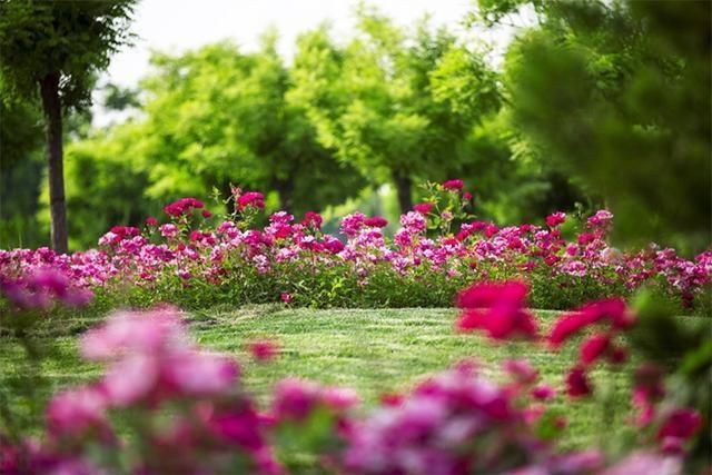 「美丽」美丽平原:月季花开正艳 姹紫嫣红“靓”满城