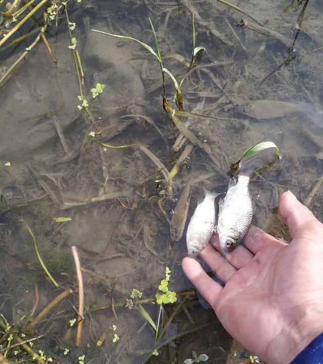 稀巧:正午口稀巧换点,又遇电网肆虐抢鱼忙