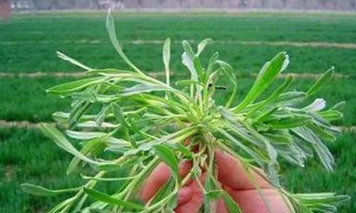  「药草」生长在麦田里的野草，是一种好的药草，遇见可以采摘回家！