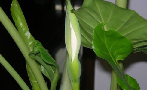  #虎刺梅#这5种花，不要钱也不能养，皆有毒性，不看后悔哦
