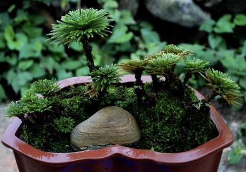 『值钱』此种“野草”在山崖上,被称为“九死还魂草”,当盆栽变值钱