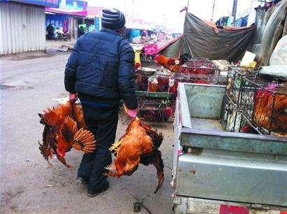  肉鸡■曾被“疯抢”的土鸡，如今拿到城里却没人买，农民：这是