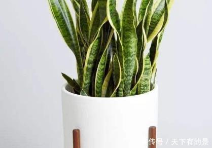  植物|卫生间异味难以忍受？这三种绿植放进去，清爽扑面而来