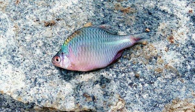  『肚子』小时候最讨厌钓到鳑鲏鱼, 离水几分钟就会烂肚子