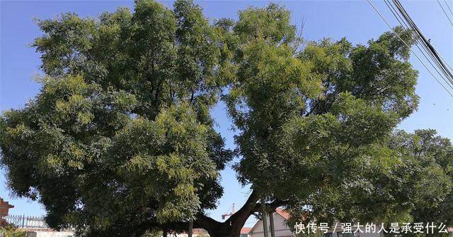 这个村庄有一棵300多岁的玉树，只长皮不长肉，人们都来膜拜