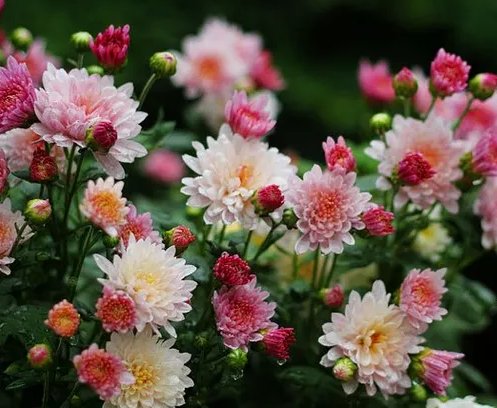  #轻松#5款漂亮的小菊花，花开成花球，放在阳台就爆满，养护很轻松