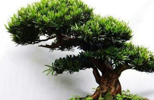  [花盆]养花怎么浇水？看懂4个细节分分钟学会，告别烂根烂叶
