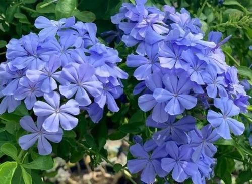 凤仙花:家里养4种花,沾土就活,不用管也能花开不断,一开200天