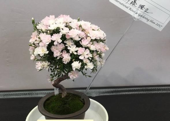  【月季】老桩盆景月季，少有人见过，比普通月季贵几十倍！