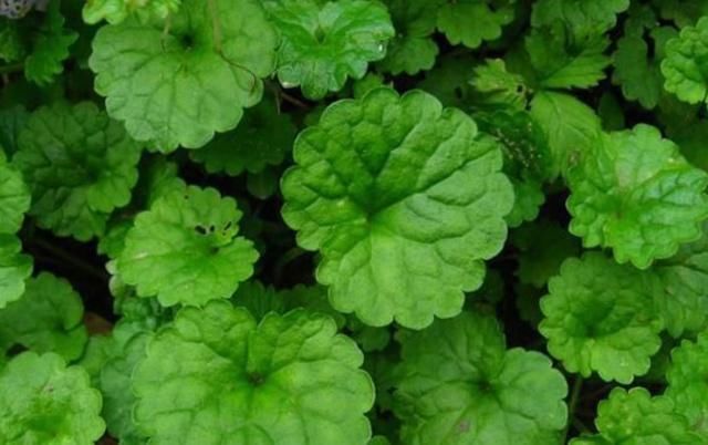  「老人」这种野草叫做活血丹，农村老人也叫它透骨风，你们知道