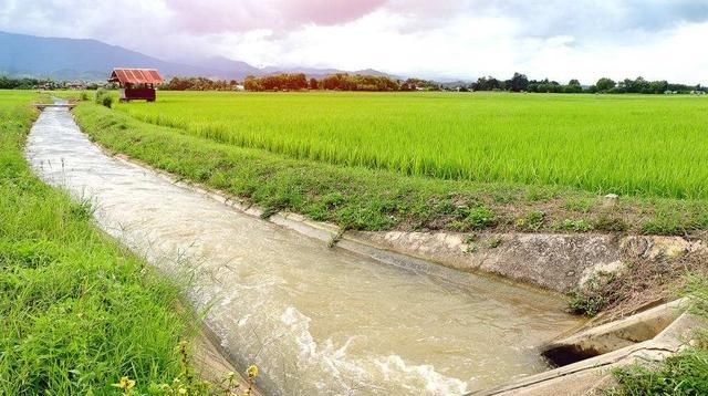  「防治效果不理想」水稻病虫害生物防控技术，可以取得良好的病虫害治理成效