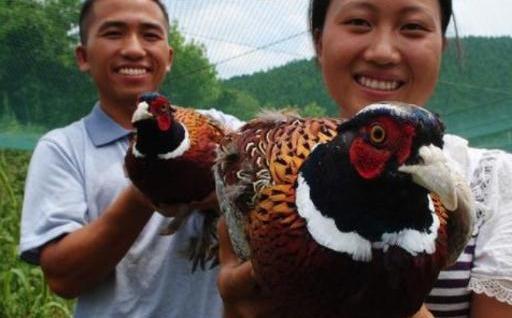  【野鸡】在农村有一亩田，养殖什么比较好？“过来人”给出以下