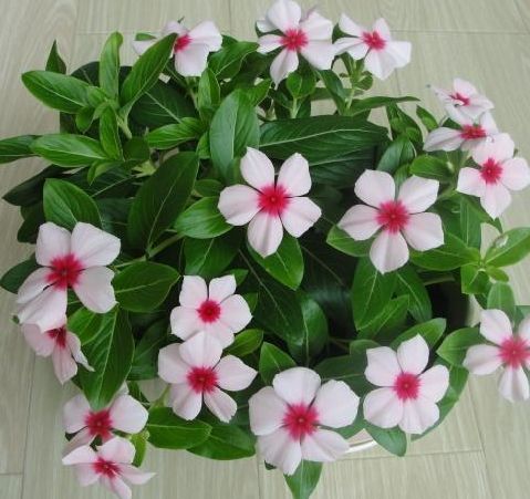  「爬岩板」这四款花卉盆栽，花开又大又艳，四季常开花，枝叶亭亭玉立，超美