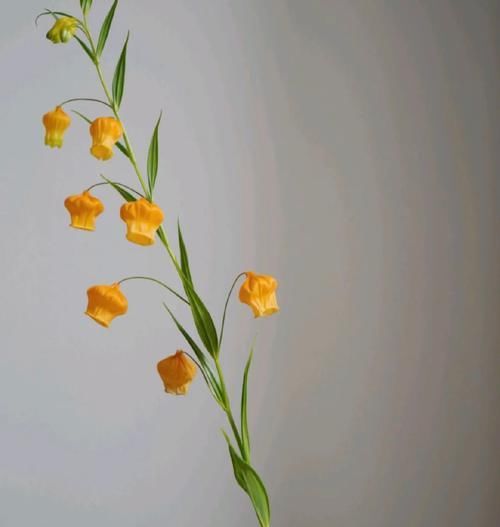  #稀少#号称是鲜花中的爱马仕，枝干上挂满了一盏盏小宫灯，数量稀少且价格奇高