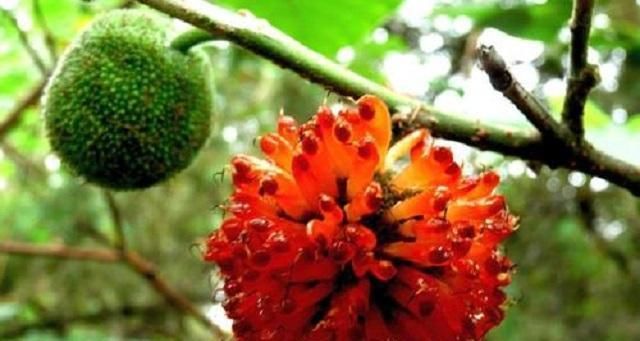  「树木」它是农村最被低估的1种树木，农民打柴都不砍它，殊不知浑身是宝