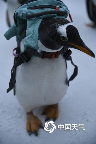 哈尔滨：可爱企鹅亮相冰雪大世界 萌翻全场