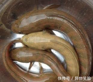 江苏河道出现这种斑点鱼，引发网友关注，有人担忧其泛滥