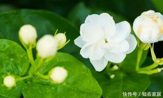 喜欢|喜欢太阳的“6种花”,现在养正合适,一开就是多半年