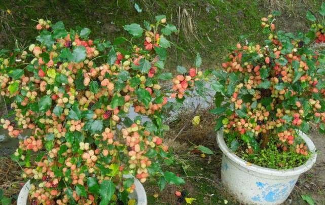  「果王」适合盆栽种植在阳台的水果,被称为“第三代果王”,四季都能结果