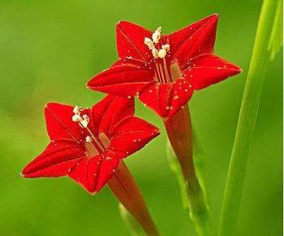 「大花天竺葵」喜欢菊花,不如养草本仙丹花,玲珑可爱,格外高贵!