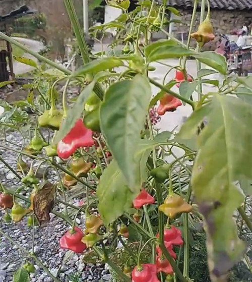 一棵非常罕见的辣椒 相信很多人都没见过！