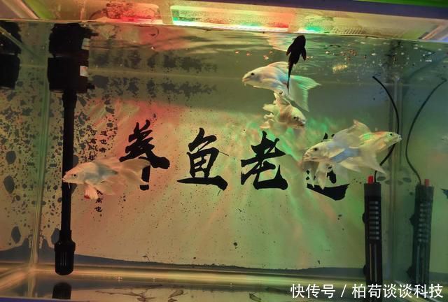 『适合』饲养观赏鱼有一种换水方式,叫做蜻蜓点水式,适合哪一种情况?